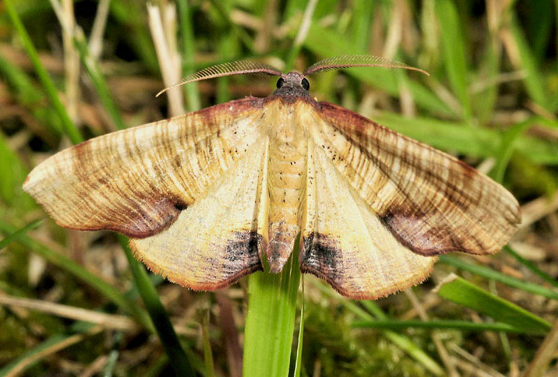 Noctudae  dalle tinte calde e luminose